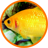 Sunburst Goldfish