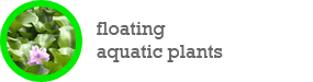 floating aquatic plants